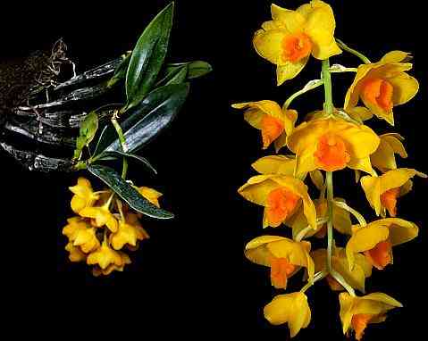Dendrobium griffithianum